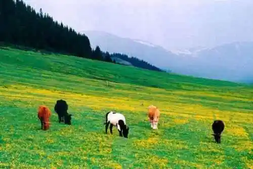 塞里木湖，花开时节