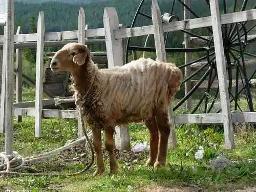 COLORFULDAYSINMYHEART-美丽的国之边境：白哈巴