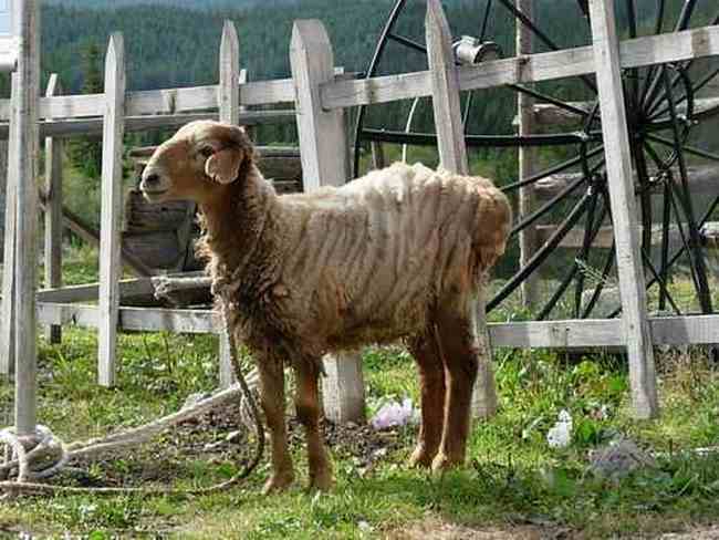 COLORFULDAYSINMYHEART-美丽的国之边境：白哈巴,图二