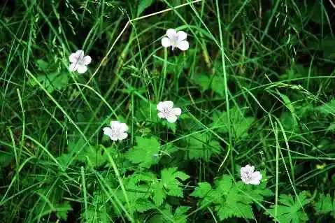 (北疆之七)天池