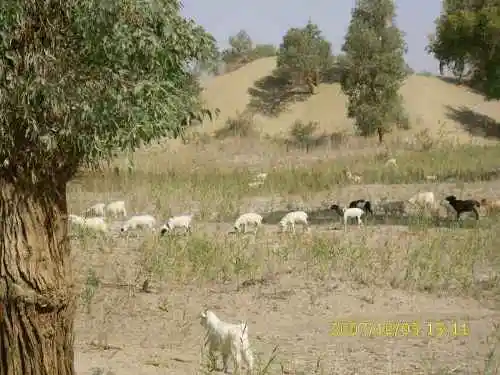 心旷神怡的罗布人村寨