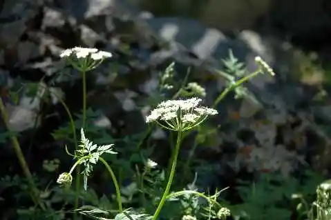 (北疆之六)南山牧场