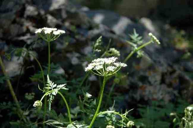 (北疆之六)南山牧場,圖九