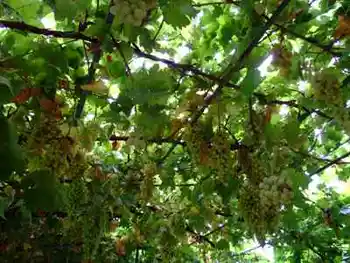 新疆游记——吐鲁番2,图一