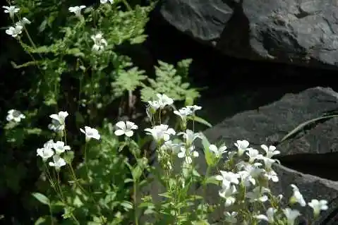 (北疆之六)南山牧场