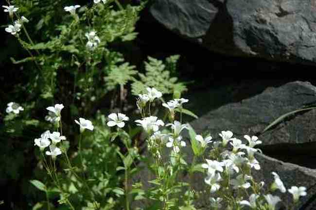 (北疆之六)南山牧場,圖十
