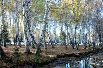 新疆行吟(７)：童话般的禾木村,图十八