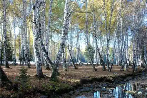 新疆行吟(７)：童话般的禾木村