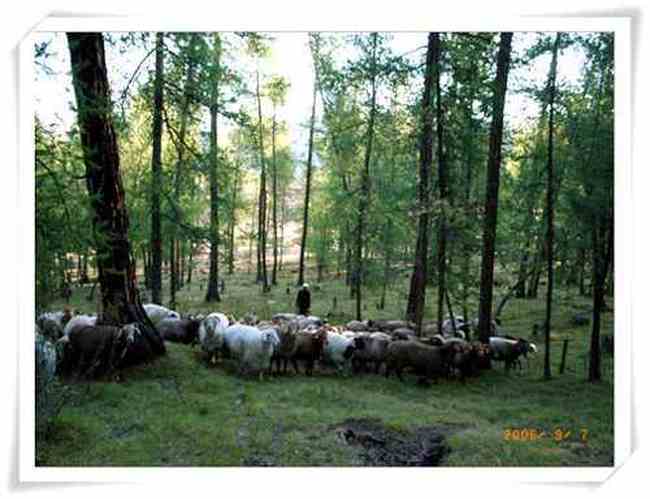 迷途阿尔泰,图二