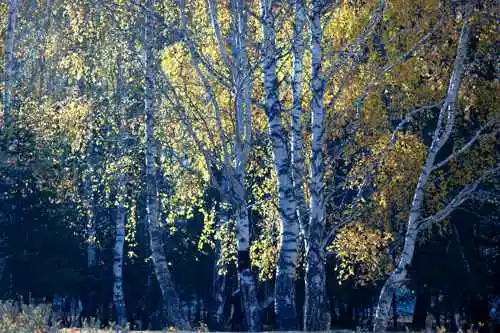 新疆行吟(７)：童话般的禾木村