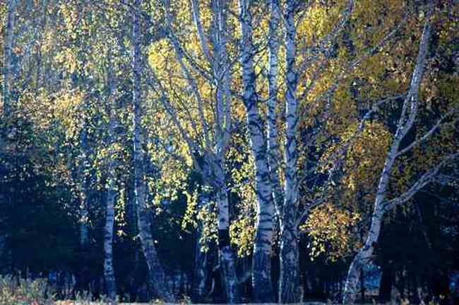 新疆行吟(７)：童话般的禾木村,图十九