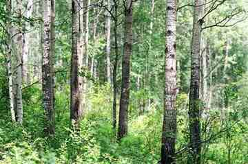 阿尔山，永远的回忆,图四