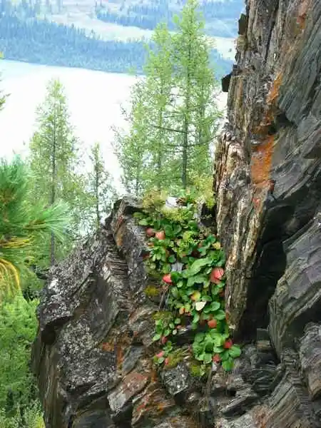 北疆行(4)-在禾木看日落