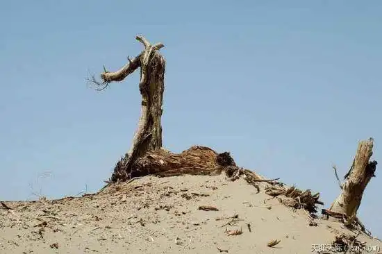 穿越塔克拉玛干（中）