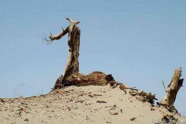 穿越塔克拉瑪干(中),圖十九