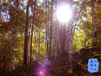 新疆圆舞曲2,图十二