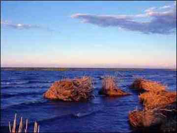 新疆乌伦古湖 风幽幽吹,天鹅翩翩舞,图四