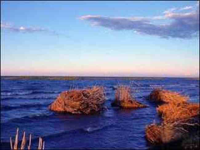 新疆乌伦古湖　风幽幽吹，天鹅翩翩舞,图四