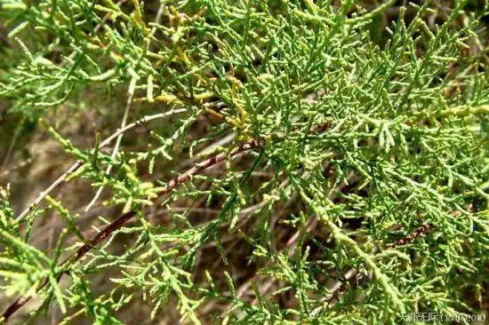 穿越塔克拉玛干（下）