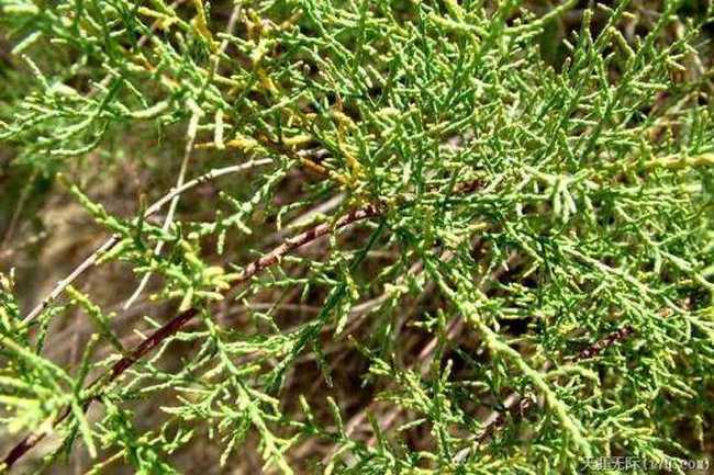 穿越塔克拉玛干（下）,图二十一