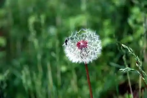 (北疆之七)天池