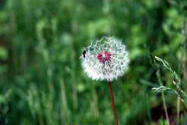 (北疆之七)天池,图十三