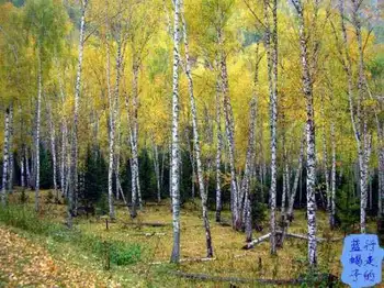 新疆圆舞曲6,图四