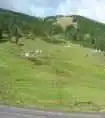 天堂很远喀纳斯很近