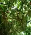 新疆游记——吐鲁番2