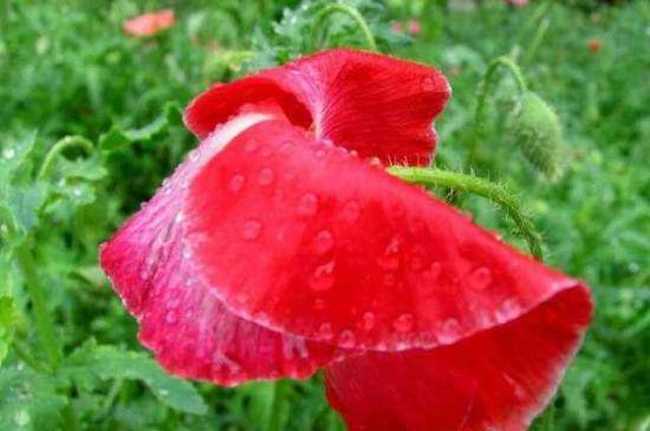 细雨霏霏虞美人,图五