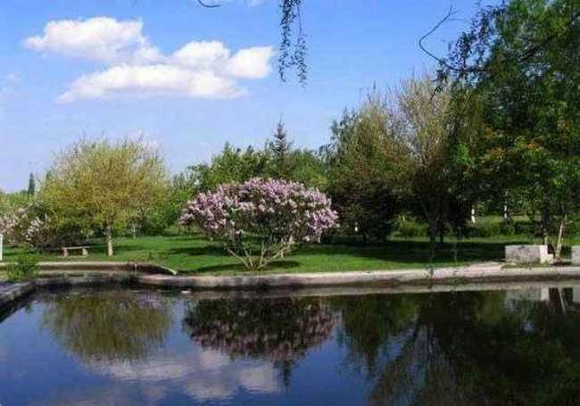 多情柔美紫丁香,图七