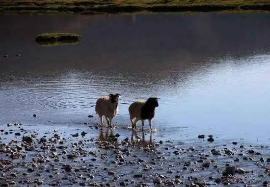 天堂生灵-黑头羊