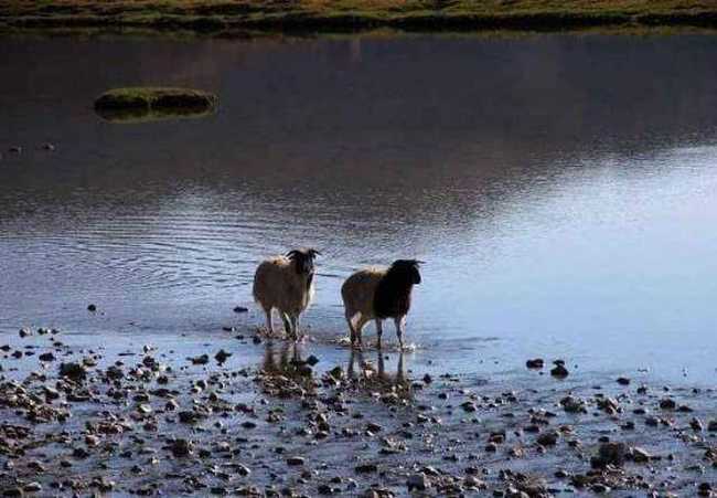 天堂生灵-黑头羊,图五