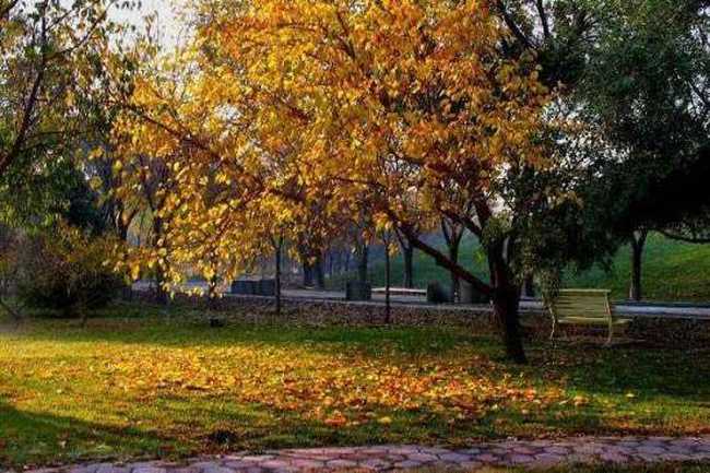 秋季宁静五彩的植物园,图七
