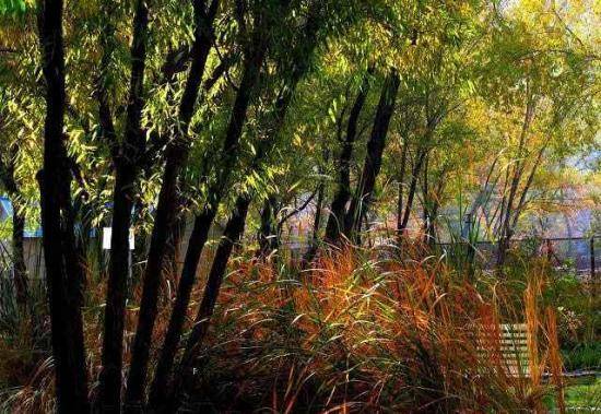 秋季宁静五彩的植物园,图十三