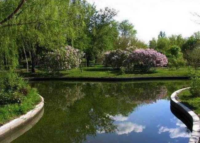 多情柔美紫丁香,图五