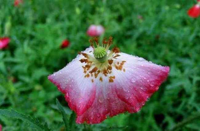 细雨霏霏虞美人,图一
