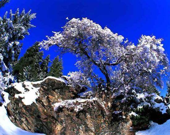 天池雪松