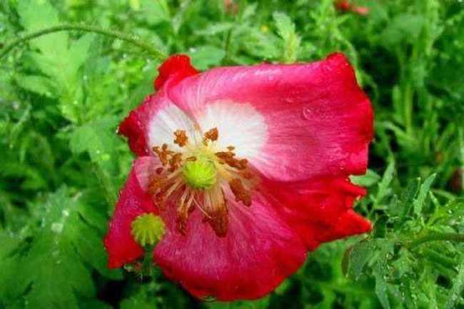 细雨霏霏虞美人,图十