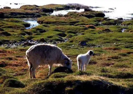 天堂生灵-黑头羊