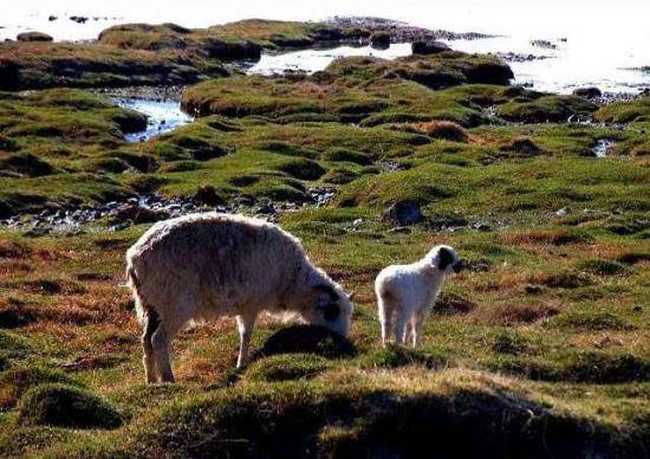 天堂生灵-黑头羊,图三