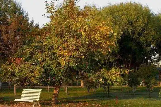 秋季宁静五彩的植物园