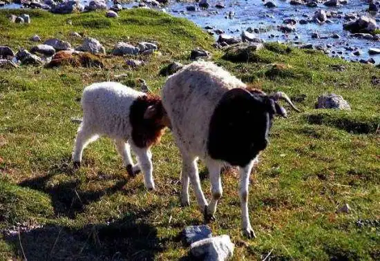 天堂生灵-黑头羊