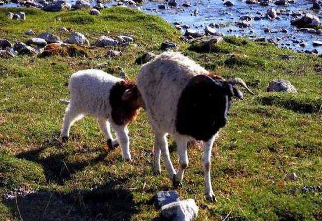 天堂生灵-黑头羊,图六