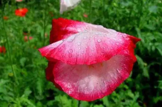 细雨霏霏虞美人