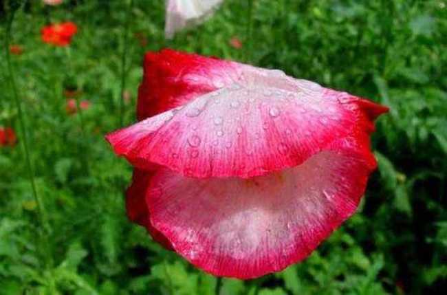 细雨霏霏虞美人,图十一