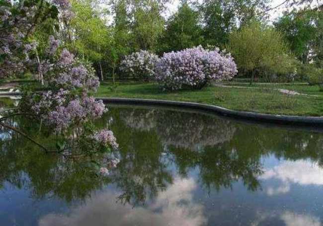 多情柔美紫丁香,图三