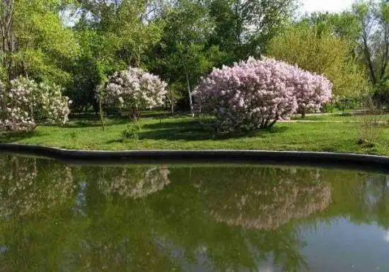 多情柔美紫丁香