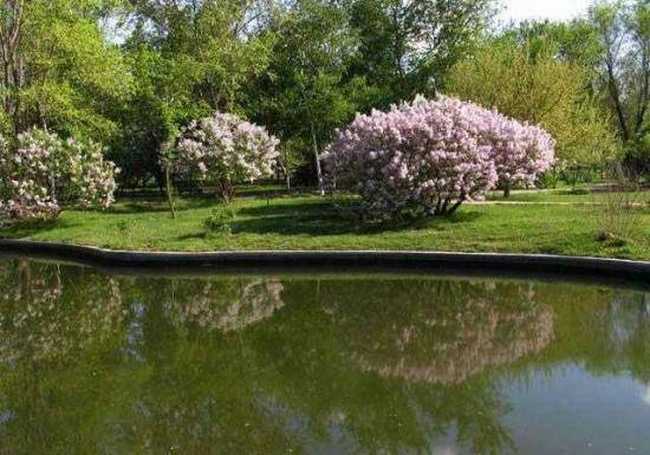 多情柔美紫丁香,图四