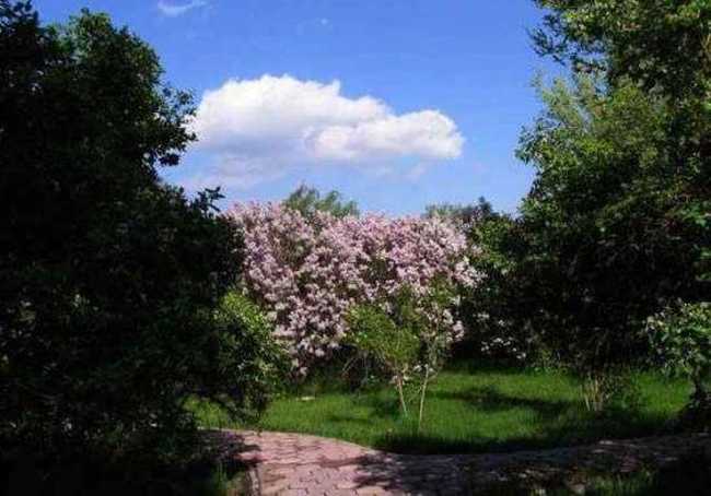 多情柔美紫丁香,图二